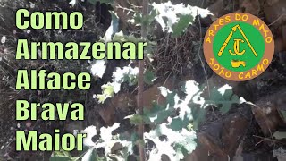 Como Armazenar Alfacebravamaior para Infusão [upl. by Clio17]