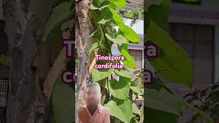 Homoeopathic plant tinopsora cordifolia medicine [upl. by Walkling]