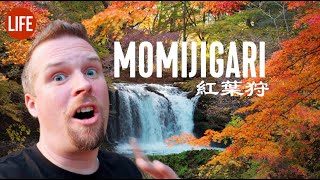 Hunting for Japans Best Fall Foliage Momijigari  Life in Japan Episode 236 [upl. by Bein381]