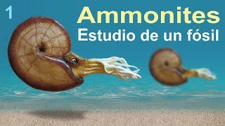 Ammonites una historia del Cretácico divulgación científica [upl. by Oitaroh]