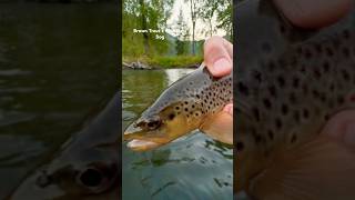 Fishing Montana Brown Trout 🧈 [upl. by Htebasil]