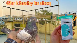 Ghr k bachy ka shoq  breeding progress   Dar pigeons club [upl. by Adnilreb]