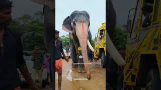 ഒറ്റനിലവിന്റെ ഒറ്റകൊമ്പൻ ❤‍🔥ukkens kunju ukkenskunju keralaelephant KARIVEERANMARr [upl. by Nivanod593]