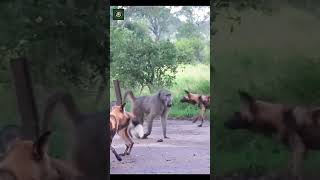 Monkey vs Hyenas  Part 2 by Latest Sightings yt [upl. by Wesa644]