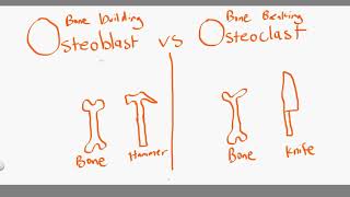 osteoblast vs osteoclast [upl. by Knowling]