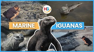 Galapagos Marine Iguanas Facts  Why do marine iguanas shrink in size🤔✨ [upl. by Mano]