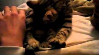 Funny Savannah Cats Nina Sucks on Her Belly amp Purrs [upl. by Lindly]