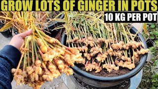 Easiest Way to Grow Ginger  SEED TO HARVEST [upl. by Hsejar238]