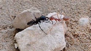 BLACK ANT VS RED ANT [upl. by My]