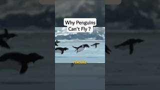 Why Can’t Penguins Fly The Surprising Truth [upl. by Zacks]