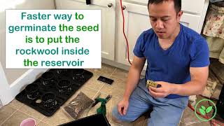 DWC Hydroponic System How To Seed using Rockwool [upl. by Ikciv238]