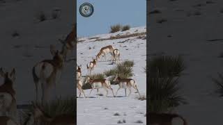 Pronghorns in the snow of Northern New Mexico shorts pronghorn [upl. by Kane544]