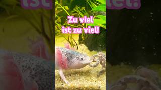 Wenn Axolotl zu viele Würmer fressen axolotls aquarium tiere [upl. by Burdett]