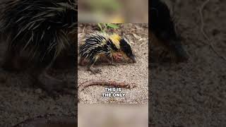 Amazing Secrets About Streaked Tenrecs [upl. by Susann]