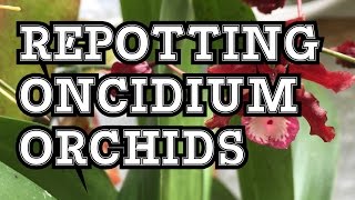 ONCIDIUM ORCHID CARE HOW TO REPOT ONCIDIUM SHARRY BABY AND SIMILAR ORCHIDS [upl. by Eloccin424]