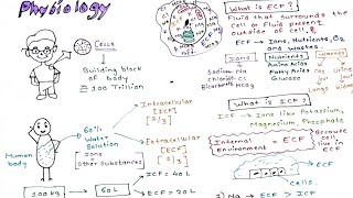 Physiology Intracellular and Extracellular fluid [upl. by Rip]