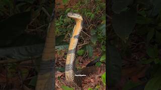 INLAND TAIPAN WORLD MOST VENOMOUS SNAKE 🤯facts science space [upl. by Schwitzer]