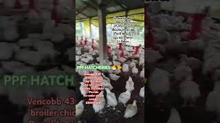 PPF HATCHERIES 🐣🐤 Vencobb 430Y Broiler Chicks for order please contact6304145681virulshortvirul [upl. by Ferrick33]