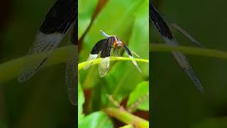 Neurothemis tullia the pied paddy skimmer dragonfly wonderfulnature beautyofnature entomology [upl. by Aleece135]