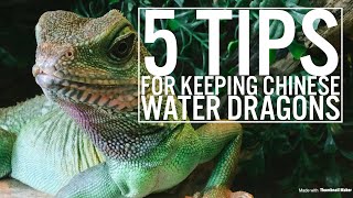 5 Tips For Keeping Chinese Water Dragons [upl. by Ardnuassac49]