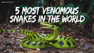 5 Most Venomous Snakes in the World daily snake facts [upl. by Erodaeht209]