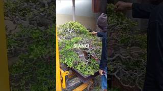 Proses pruning sianci [upl. by Moises]