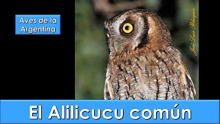 Alilicucu común Tropical Screech Owl Megascops choliba Aves de la Argentina [upl. by Onifur893]