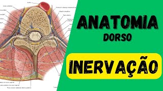 INERVAÇÃO DO DORSO  ANATOMIA  Aula de Anatomia humana grátis e fácil [upl. by Aseeral]