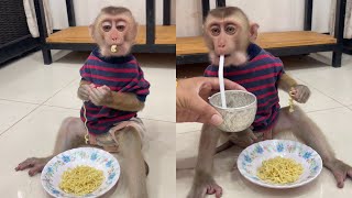 Smart monkey Bryan is eating noodles look delicious  shorts monkey love [upl. by Sinnej]