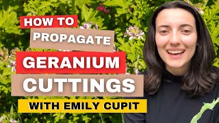 How To Propagate Geranium Cuttings Takes Less Than 1 Minute [upl. by Enaenaj]