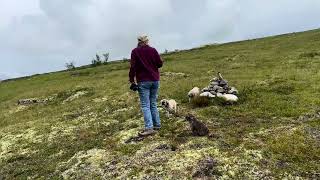 Rondane und Dovre Nationalpark [upl. by Buckden]