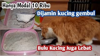 Kucing AUTO gembul  CARA MEMBUAT MAKANAN KUCING AGAR CEPAT GEMUK DAN BULU LEBAT [upl. by Surbeck]