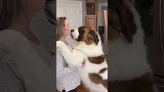 Big Dog Kissing Owner In Mouth dogsofyoutube dogsofinstagram cutedogvideos [upl. by Frulla423]