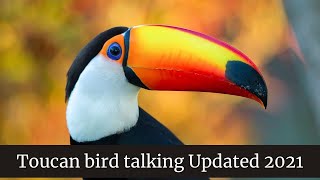 Toucan bird talking  Toucan bird as a pet  Toucan eats baby bird alive [upl. by Aridnere]