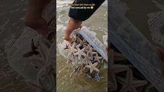 Rescue mission Over 100 Starfish safely returned to their home 🥺 [upl. by Ylatfen]