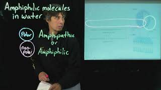 Topic 27  Amphiphilic molecules [upl. by Nylehtak943]