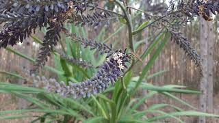 CORDYLINE SELLOWIANA UVARANA plants [upl. by Asined852]