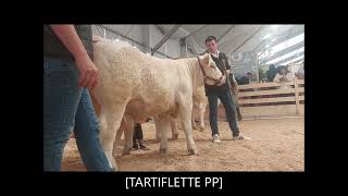 TARTIFLETTE PP génisse charolaise Charolais Univers vendue au sommet de lélevage 2023 [upl. by Lletnahs]