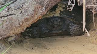 Koreshan State Park Turtles [upl. by Yzzik]