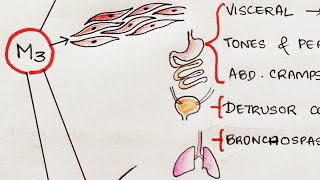 Cholinergic amp AntiCholinergic Drugs AntiCholinesterases Pharmacology [upl. by Secnirp70]