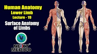 NEXT MEDICO 2022  MBBS Human Anatomy  Lower Limb  Surface Anatomy Lecture  19 [upl. by Pardoes]