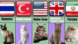 All Cats Breeds AZ With Their Location Of Origin [upl. by Fauch148]