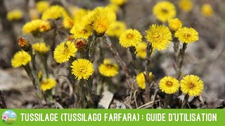 Tussilage Tussilago farfara  guide dutilisation et précautions [upl. by Judson]