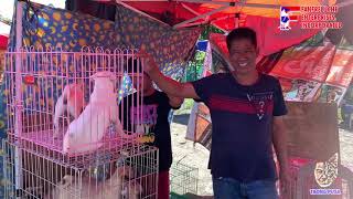 MURANG MGA ASO SA BOCAUE PET MARKET SWAK NGAYONG DARATING NA PASKO PANGREGALO SALE vlog [upl. by Wilhide]