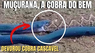 Muçurana a cobra do bem  Boiruna sertaneja  Biólogo Henrique o Biólogo das Cobras [upl. by Latt]