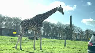 visit to woburn safari park Milton Keynes 🦁 [upl. by Llerrud]