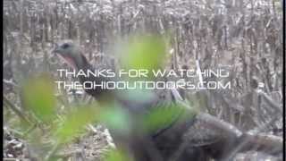 Hen Turkey Gobbling Hen Gobble TheOhioOutdoors [upl. by Seigel22]