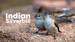 Indian silverbill or whitethroated munia Euodice malabarica 4K Hampi Karnataka India [upl. by Kenneth]