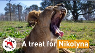 Rescued Lion Couple Enjoys Pumpkins Just in Time for Fall  FOUR PAWS USA [upl. by Neerod]