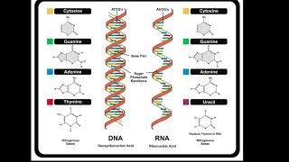 DNA and RNA Structure [upl. by Keldon]